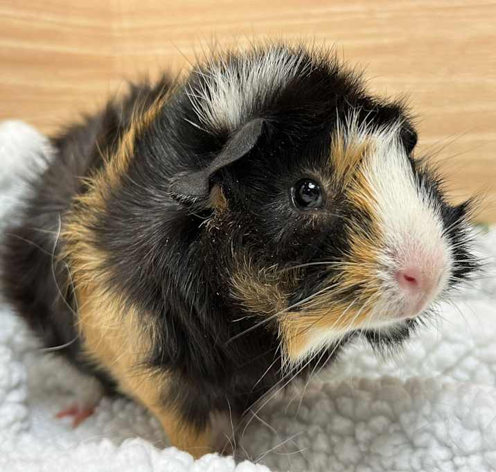 Photo of Kirby