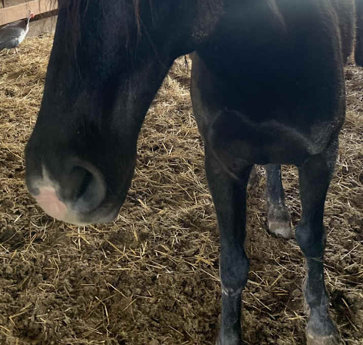 Photo of Renegade