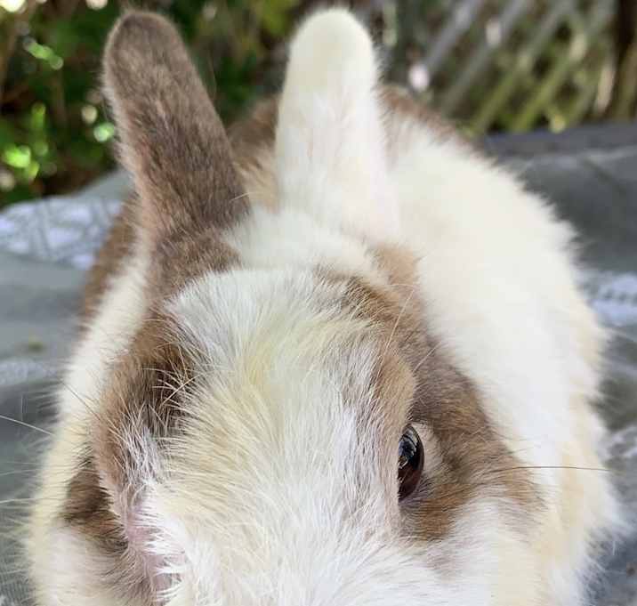 Photo of Caramel