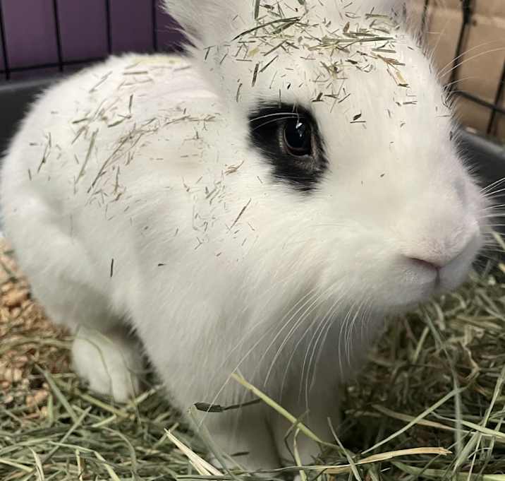 Photo of Dandelion