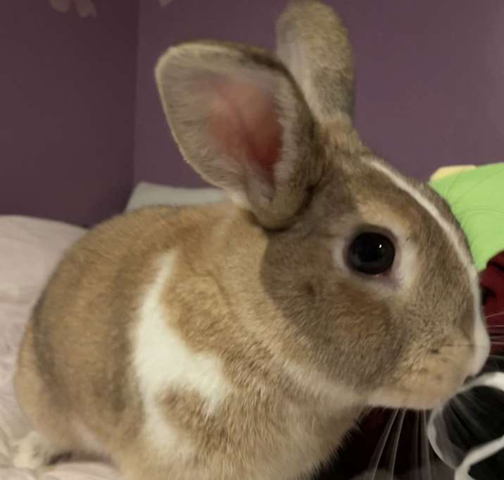 Photo of Indigo