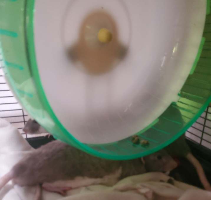 Photo of Blinky