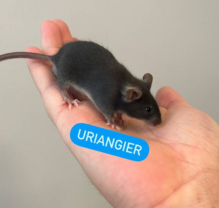 Photo of Uriangier