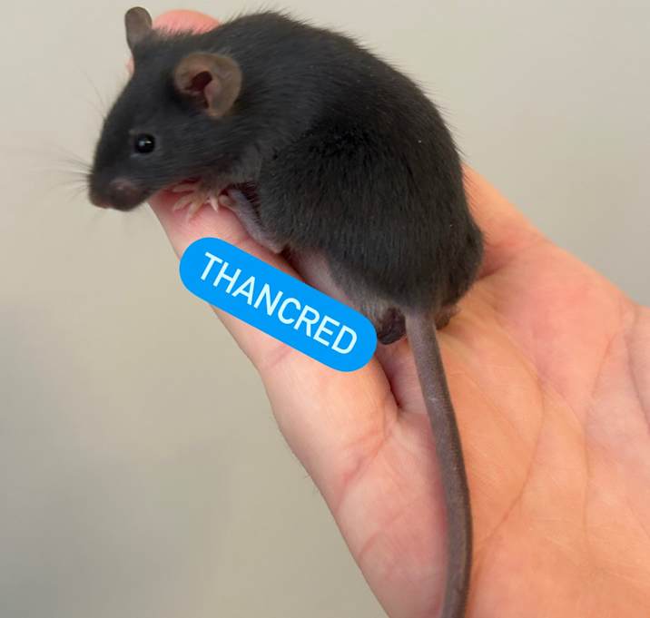 Photo of Thancred
