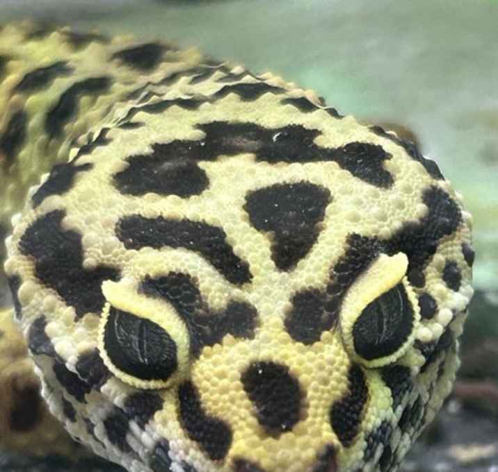 Photo of Rex