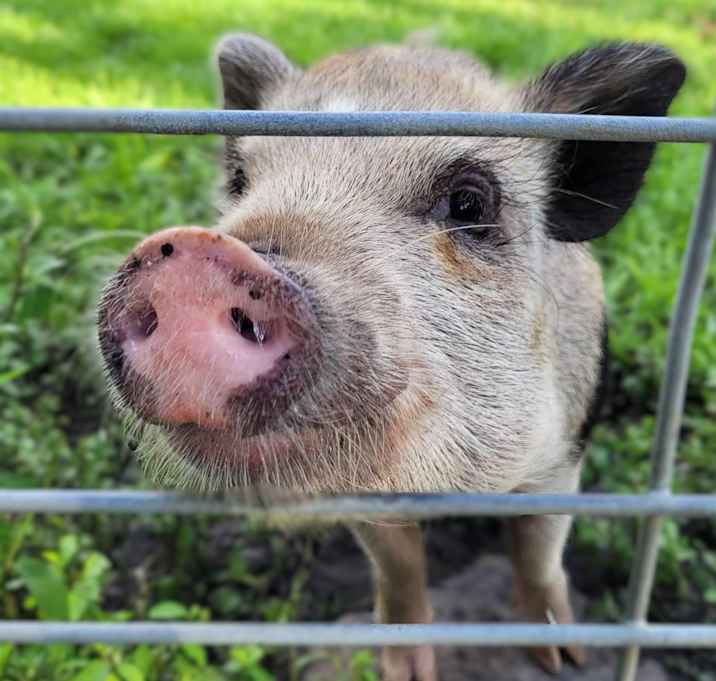 Photo of Piglet