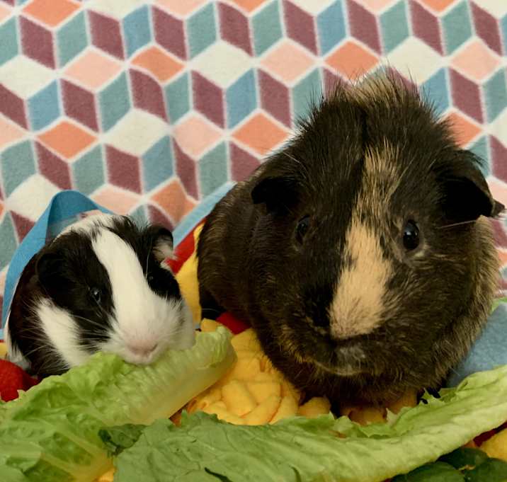 Photo of Bronco & Dawson