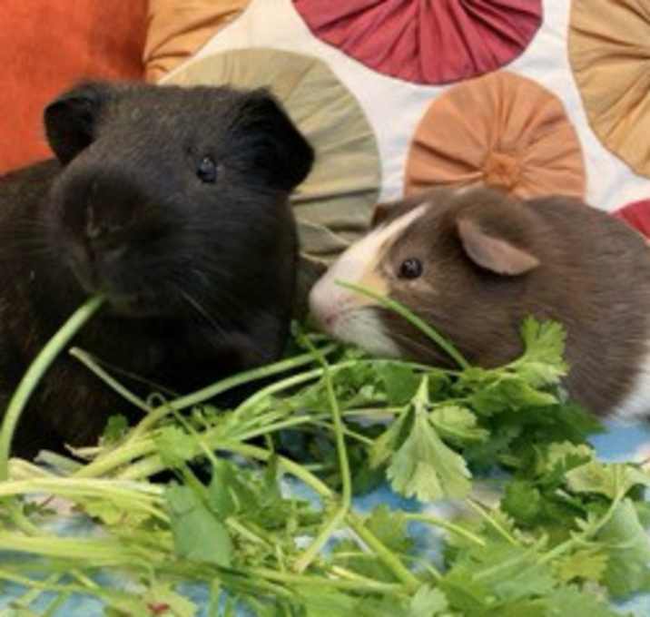 Photo of Joey & Dakota