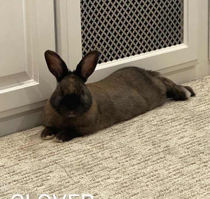 Photo of Clover