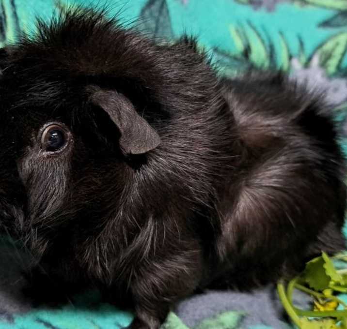 Photo of Nightshade