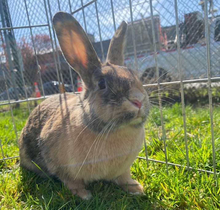 Photo of Myrtle
