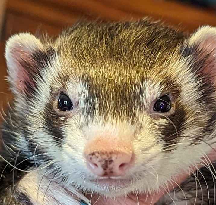 Photo of Mr. Meaner