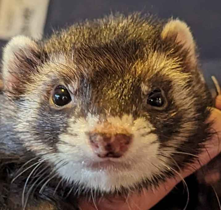 Photo of Ratty