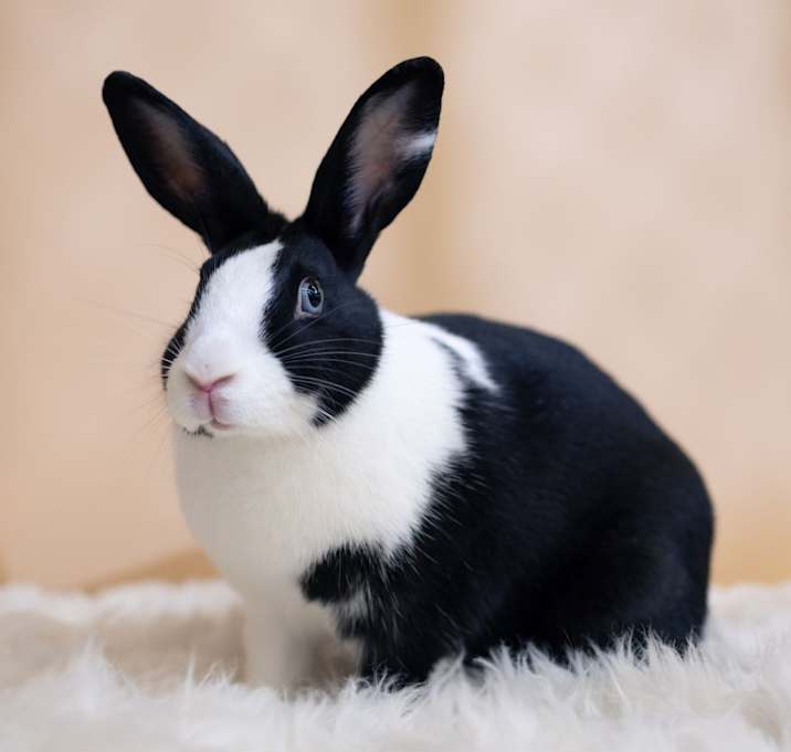 Photo of Zuri