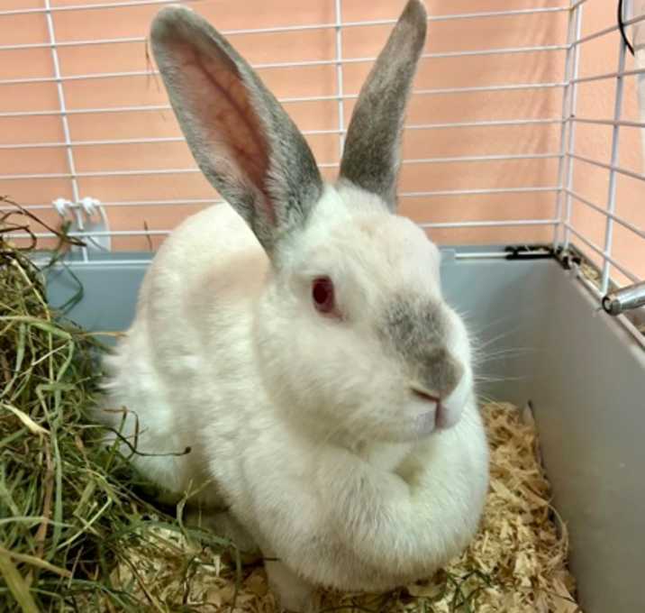 Photo of Babbitty Rabbitty