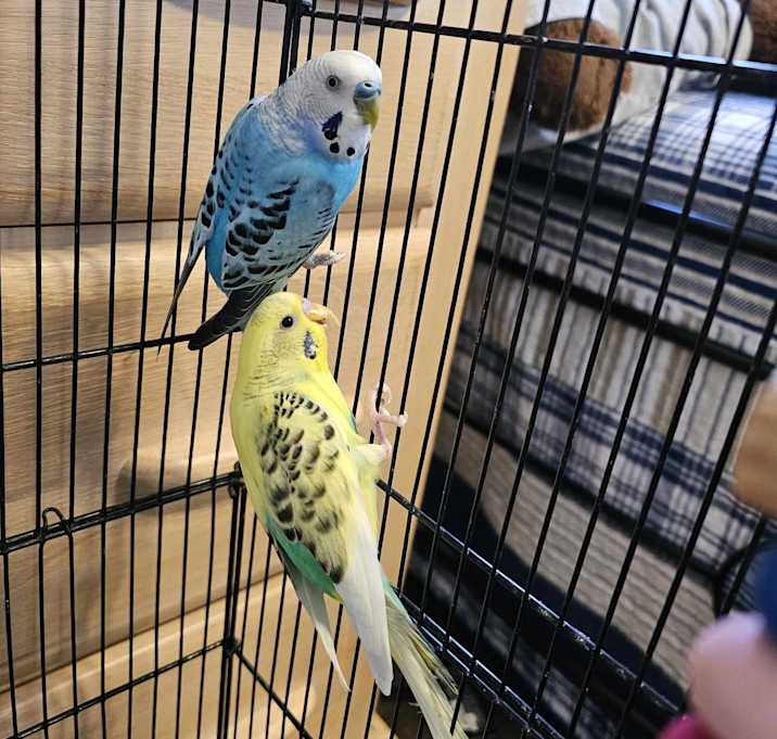 Photo of Enzo and Cavin