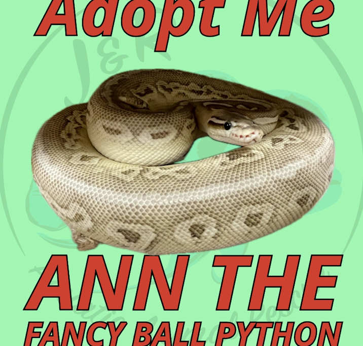 Photo of Ann the Fancy Ball Python