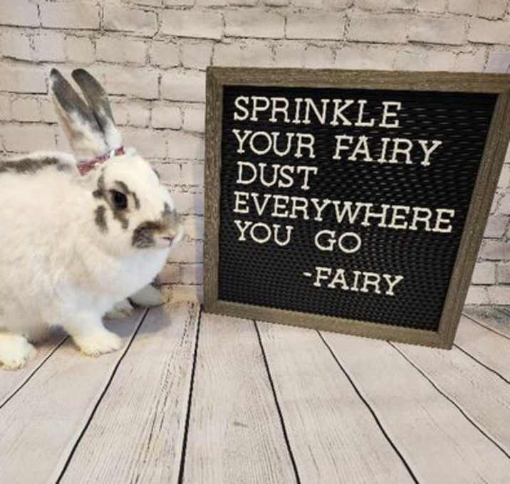 Photo of Fairy