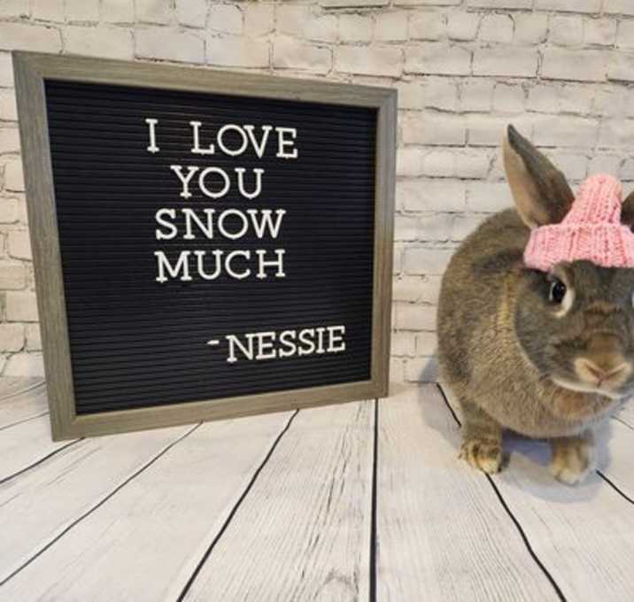 Photo of Nessie