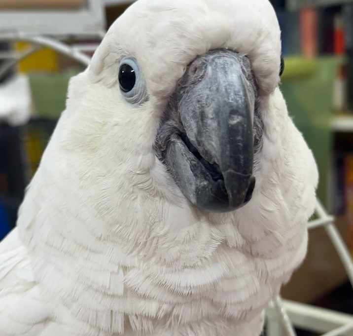 Photo of Rocky