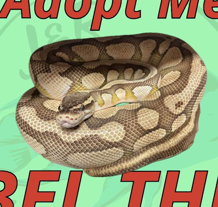 Photo of Bel the Fancy Ball Python