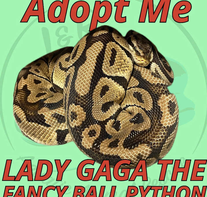 Photo of Lady Gaga the Ball Python