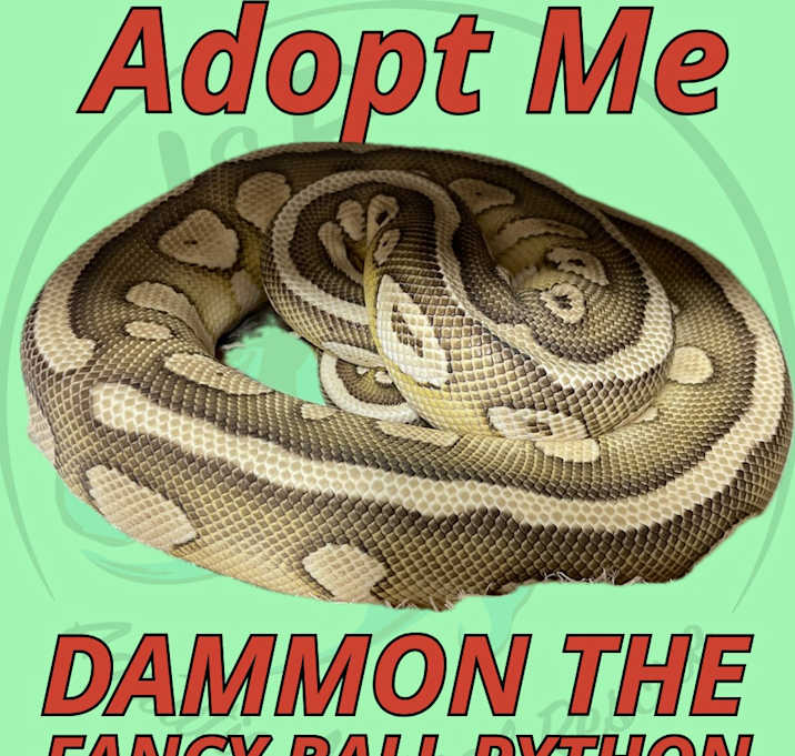 Photo of Dammon the Fancy Ball Python