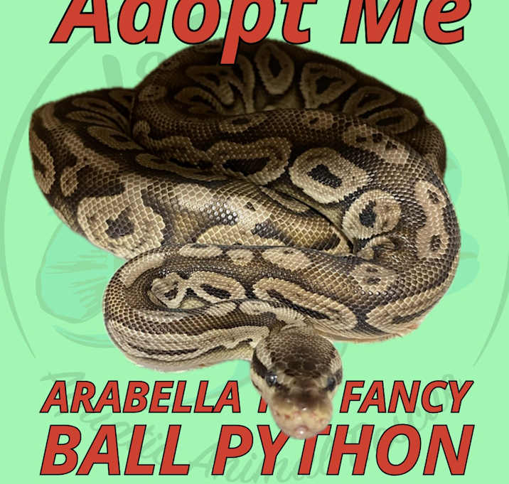 Photo of Arabella the Fancy Ball Python