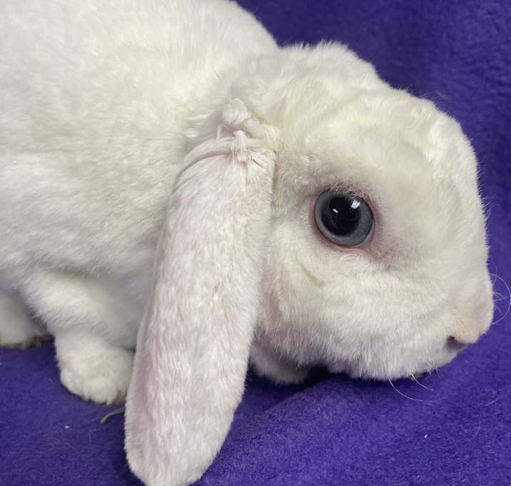 Photo of Marguerite