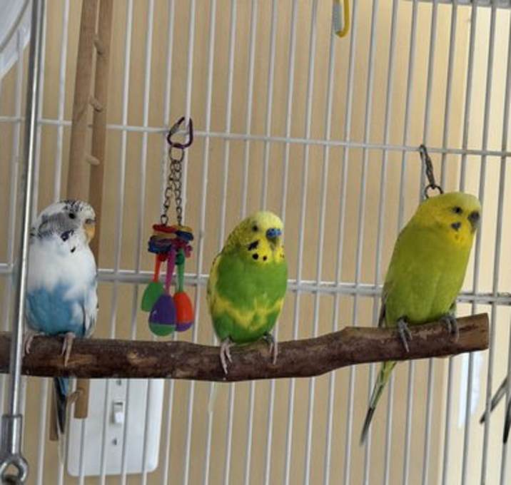 Photo of Ferb, Phoebe, Lola, Jerry & Butters