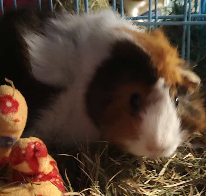 Photo of Dazie