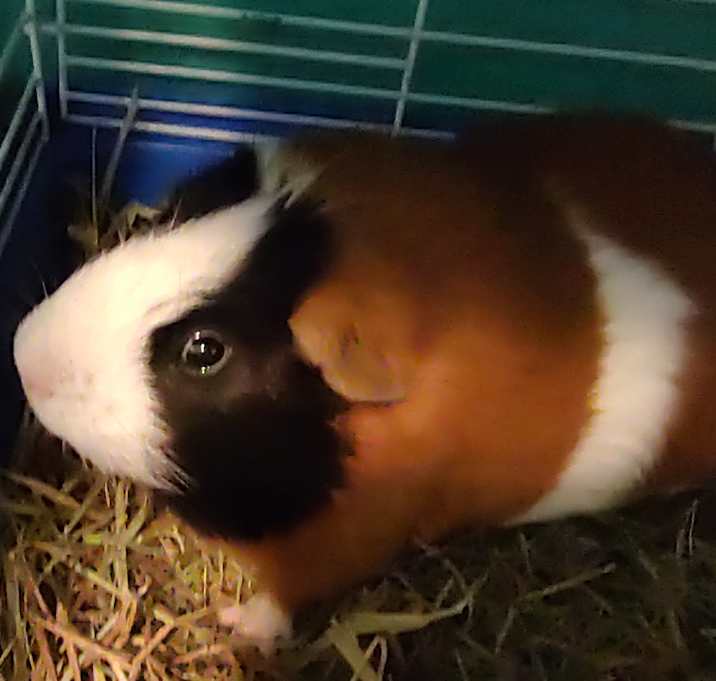 Photo of Gizmoo