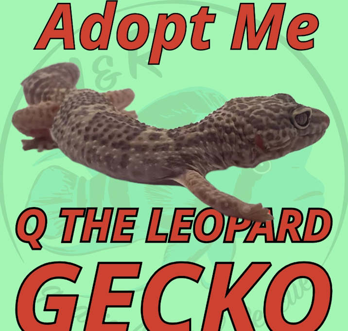 Photo of Q the Leopard Gecko
