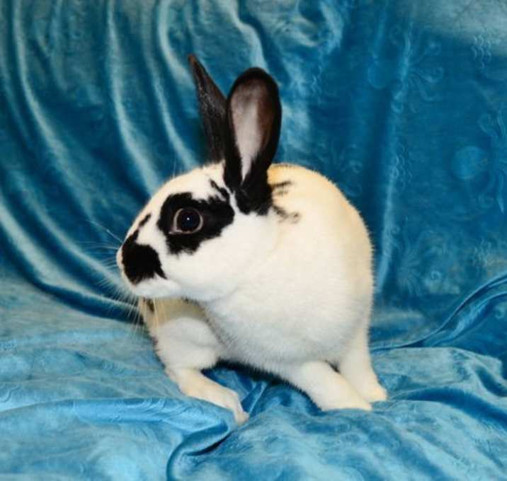Photo of Figgy Pudding