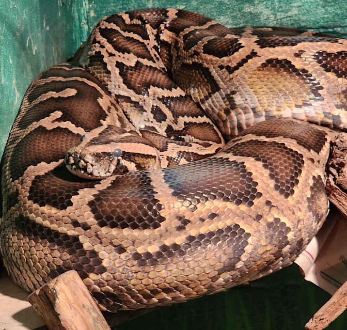 Photo of Snakey