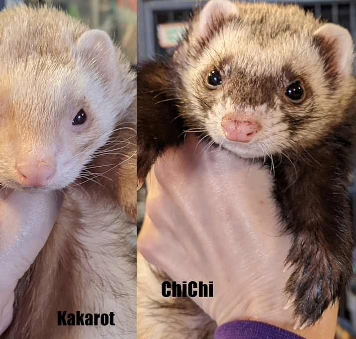 Photo of Kakarot & ChiChi