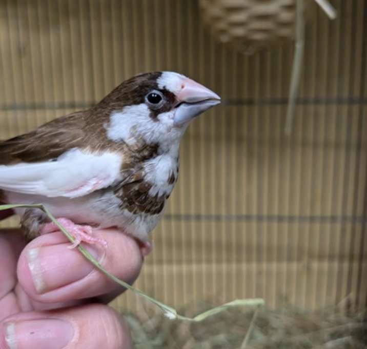 Photo of Society Finches