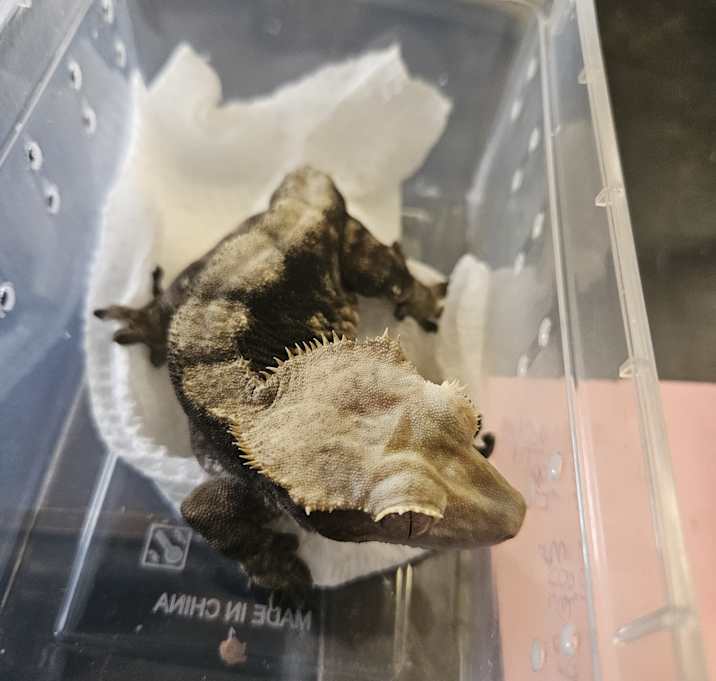Photo of Norbert