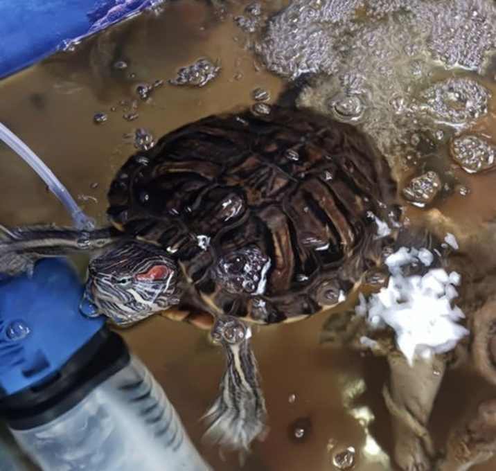 Photo of Swimmie