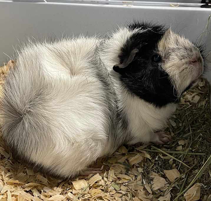 Photo of Spike