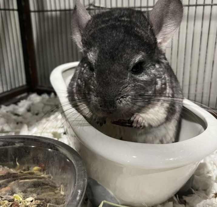 Photo of Romeo