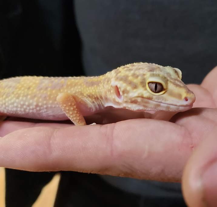 Photo of Star