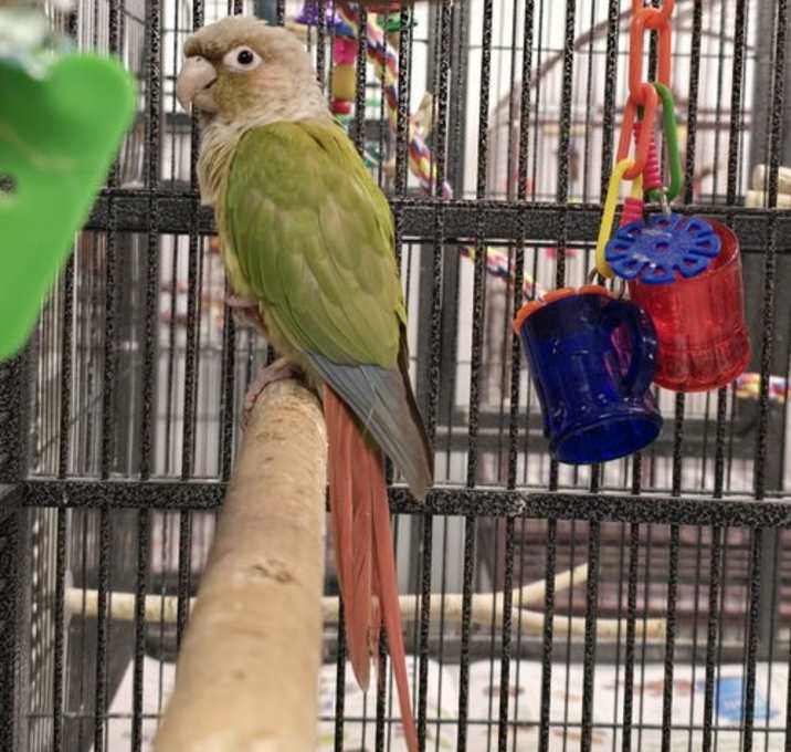 Photo of Daisy