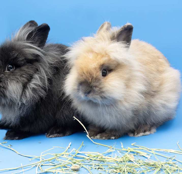 Photo of Bunny (& Clyde) - bonded pair