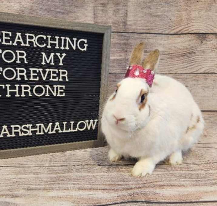 Photo of Marshmallow
