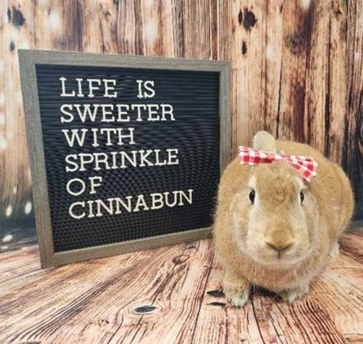 Photo of Cinnabun
