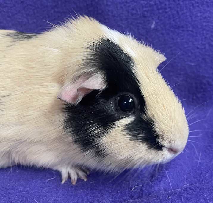 Photo of Cookie