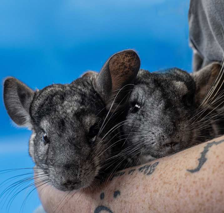 Photo of Gil  (& Bulldog) - bonded pair
