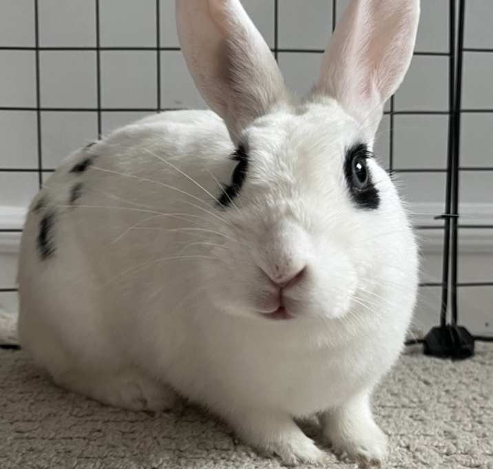 Photo of Button