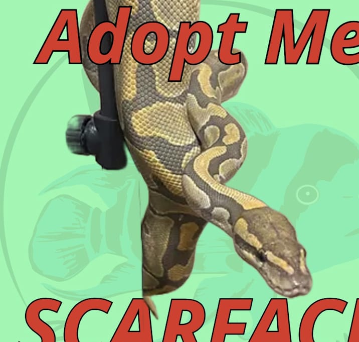 Photo of Scarface the Ball Python